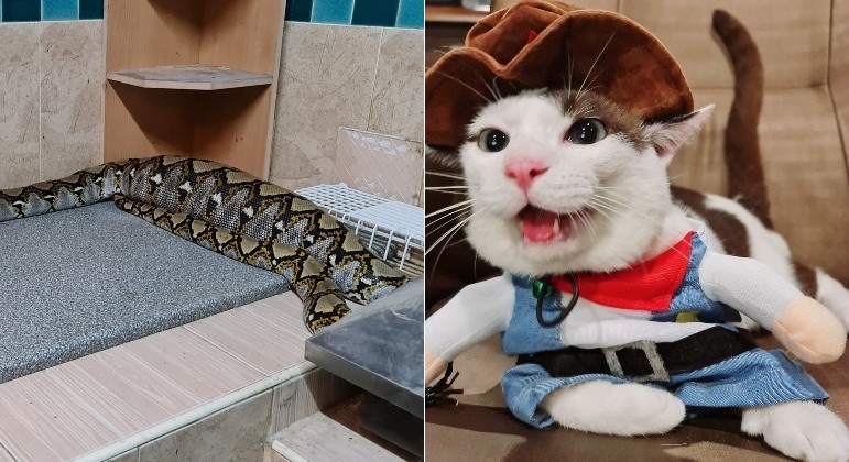 Garotinha de 11 anos encontrou serpente enorme em casa, após réptil ter devorado o gato dela