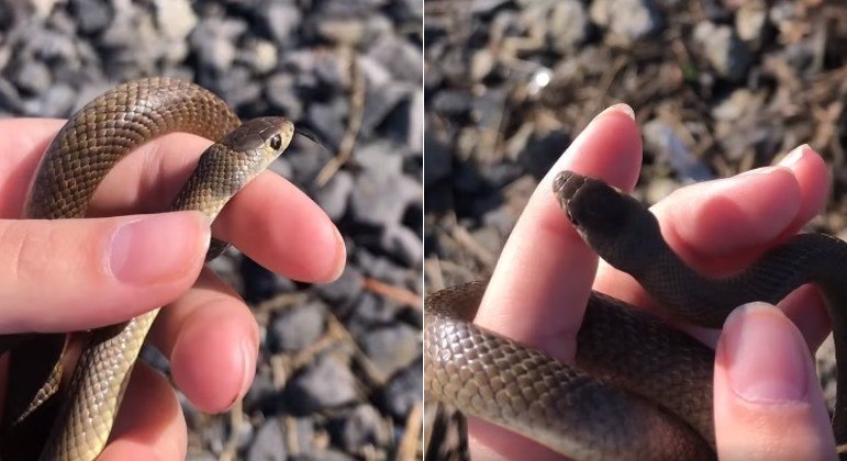 Sem saber, garotinha manuseia uma das serpentes mais venenosas do