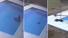 Garotinho salva filhote de pastor-alemão prestes a morrer em piscina