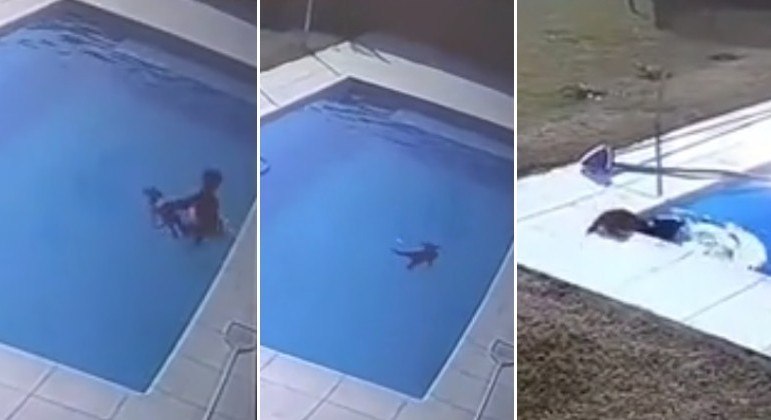 Garotinho de 5 anos salvou filhote de pastor-alemão prestes a morrer em piscina
