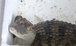 Segundo o jornal Qilu Evening News, a caixa com o réptil foi aberta pelo pai da criança, que se deparou com um jovem crocodilo-siamês, de aproximadamente meio metro de comprimento e altamente agressivoVEJA QUI O DESFECHO DA HISTÓRIA!