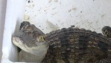 Garoto compra peixe na web, mas recebe crocodilo quase extinto