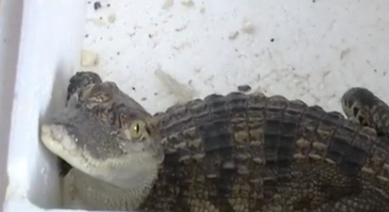 Criança chinesa comprou peixe pela internet, mas recebeu filhote de crocodilo quase extinto