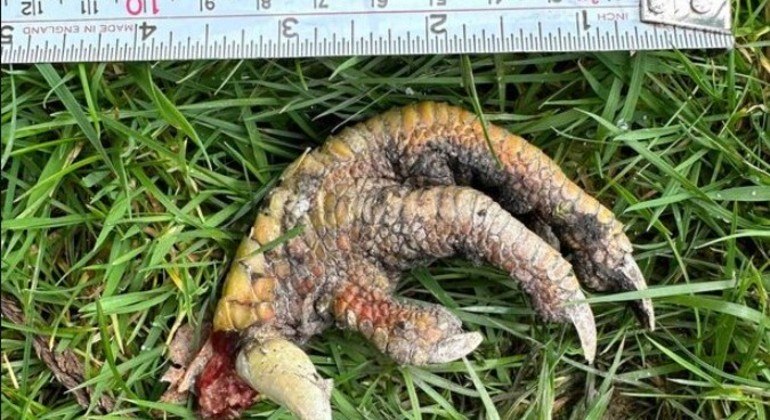 De que animal é essa garra?