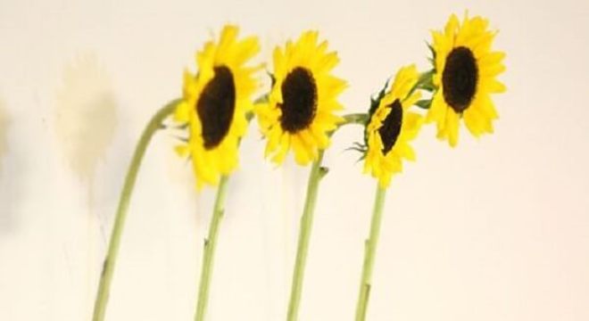 Garrafas de vidro, tecido juta e fitas para decoração da festa tema girassol