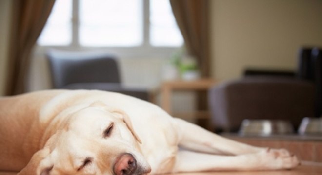 gastrite em cÃ£es