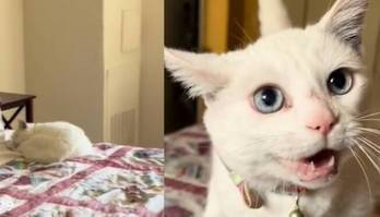 Gata 'dá bronca' em tutor que demorou uma semana para voltar (Reprodução/TikTok/@sloppymatt99)
