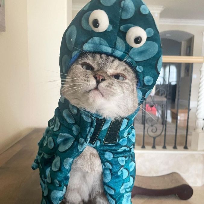 É fácil entender como a gata encantou a todos nas redes sociais
