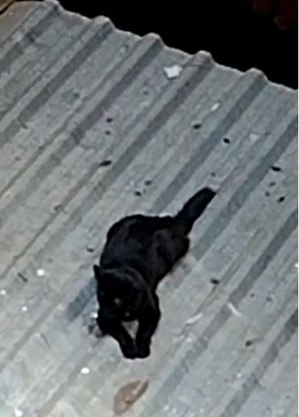 Gato caiu no telhado após sair de apartamento sem tela 
