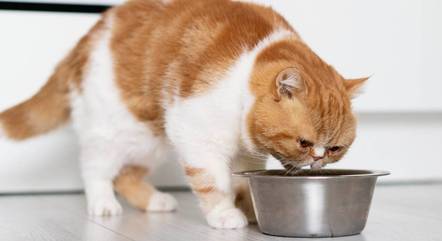 Gatinho comendo ração