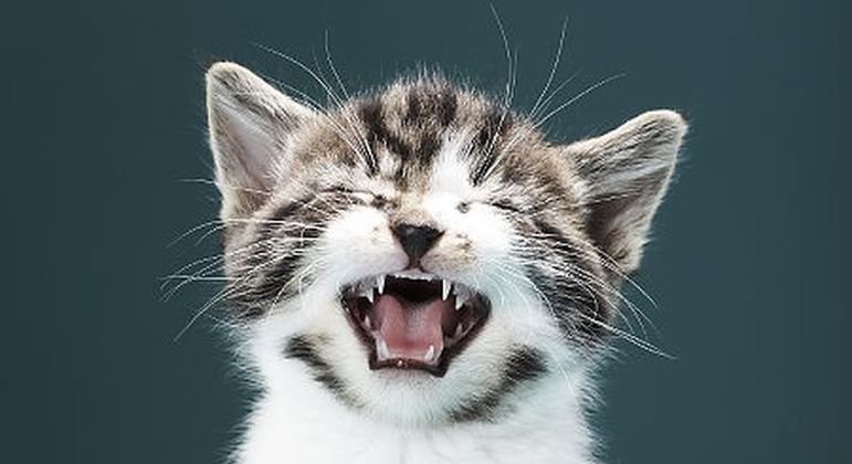 Gatinho miando - o que significam os diferentes tipos de miados do animal