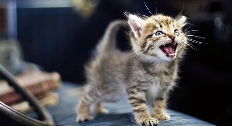 Gatinho miando - o que significam os diferentes tipos de miados do animal