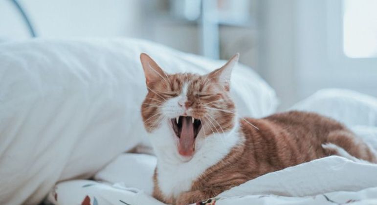 Gatinho miando - o que significam os diferentes tipos de miados do animal
