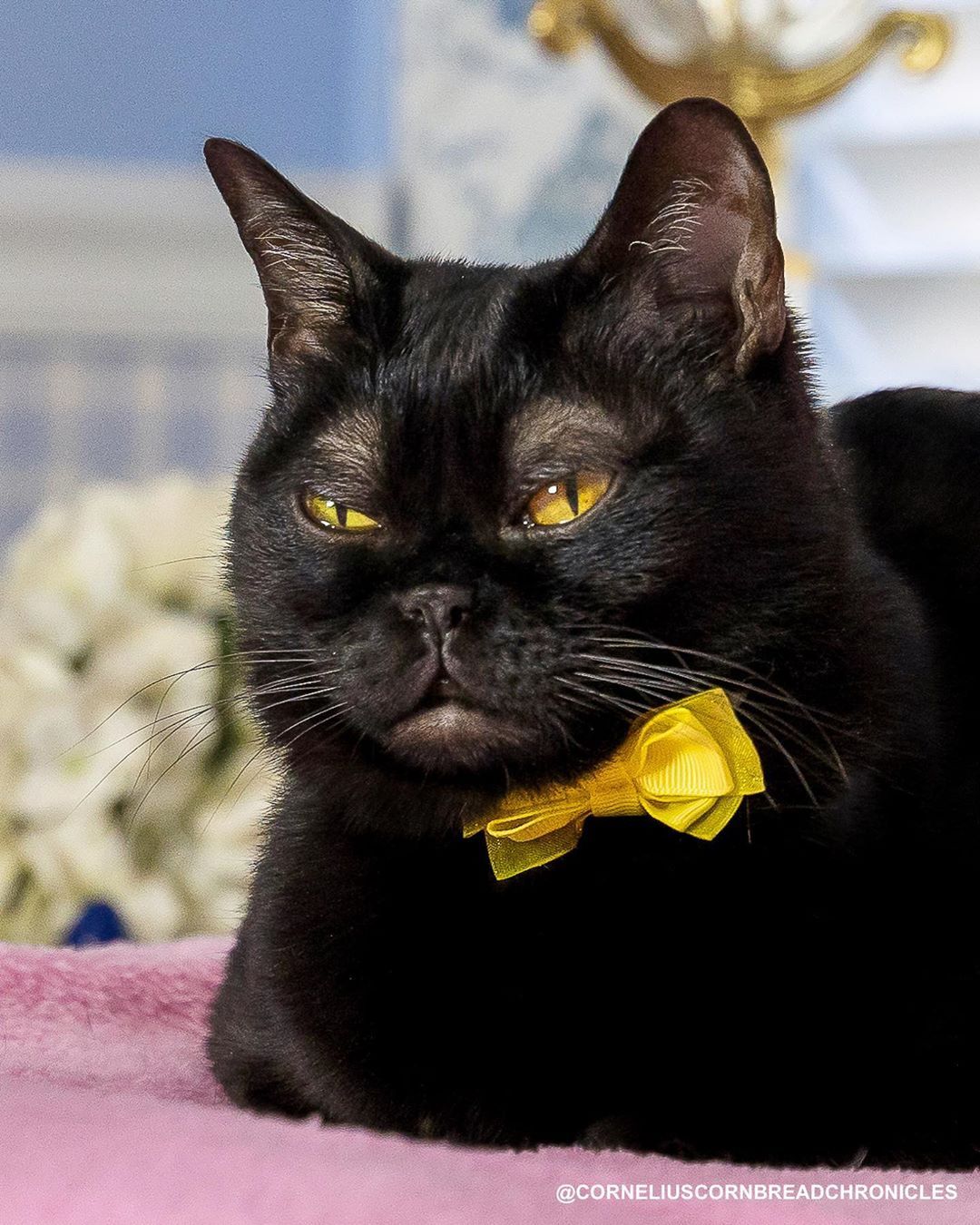 Gato preto nasce com 'sobrancelhas' brancas e encanta web - Fotos ...