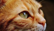 Gato é suscetível ao coronavírus e pode transmiti-lo dentro da espécie