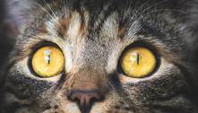 Polícia encontra 2.000 gatos mortos usados para medicina tradicional