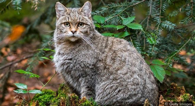 A natureza está passando por um processo de extinção em massa à medida que habitats naturais são alterados pela atividade humana 