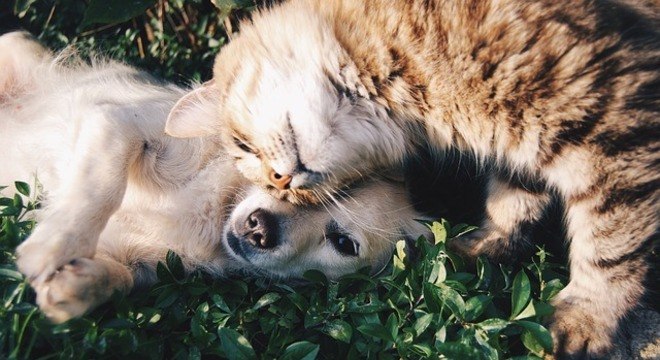 Gatos são apegados, sim! Estudo aponta que felinos entendem quando humanos  falam diretamente com eles, Ciência