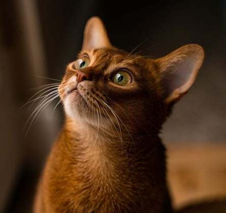 Gato Abissínio- Conhecido por sua pelagem curta com marcações tabby, corpo atlético e orelhas pontiagudas, é considerado uma das raças mais antigas de gatos domésticos. 