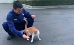 Um grupo de especialistas japoneses publicou uma pesquisa que sugere o que muitos já suspeitavam: gatos não são tão leais assim