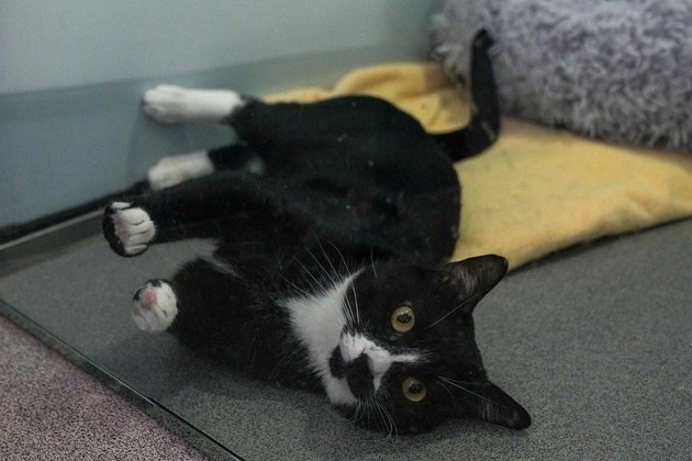 Billy the cat lies in his kennel at Battersea Dogs and Cats Home