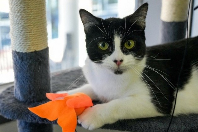 Magpie the cat lies in her kennel at Battersea Dogs and Cats Home, in London