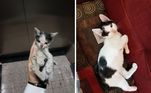 Gato antes e depois de ser resgatado