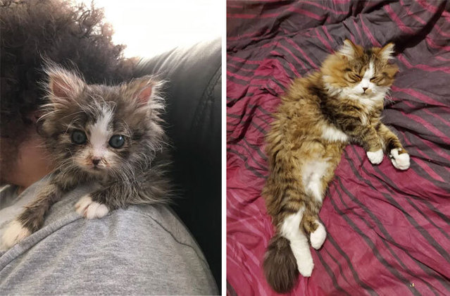 Gato antes e depois de ser resgatado