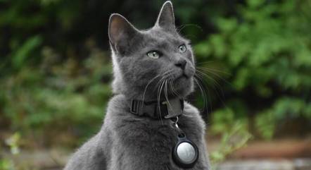 O gato azul russo tem sua origem, como o nome já diz, na Rússia
