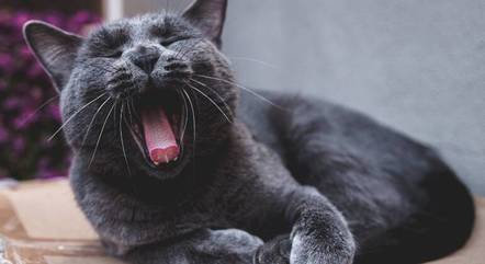 gato azul russo