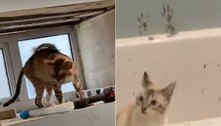 Gatos invadem banheiro com cimento fresco e endoidam tutor