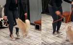 Gato bate recorde mundial por pular corda