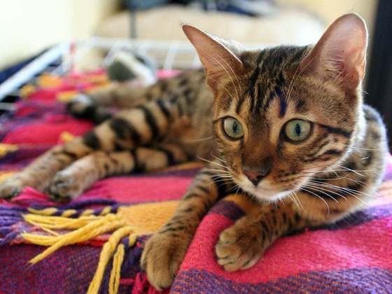 Gato Bengal- Essa raça é conhecida por ser a mais inteligente do mundo. Surgiu em 1963 do cruzamento de gato doméstico com gato selvagem na região do Golfo de Bengala - daí seu nome - no sul da Ásia. O reconhecimento da raça pela Federação Internacional Felina ocorreu em 1985.