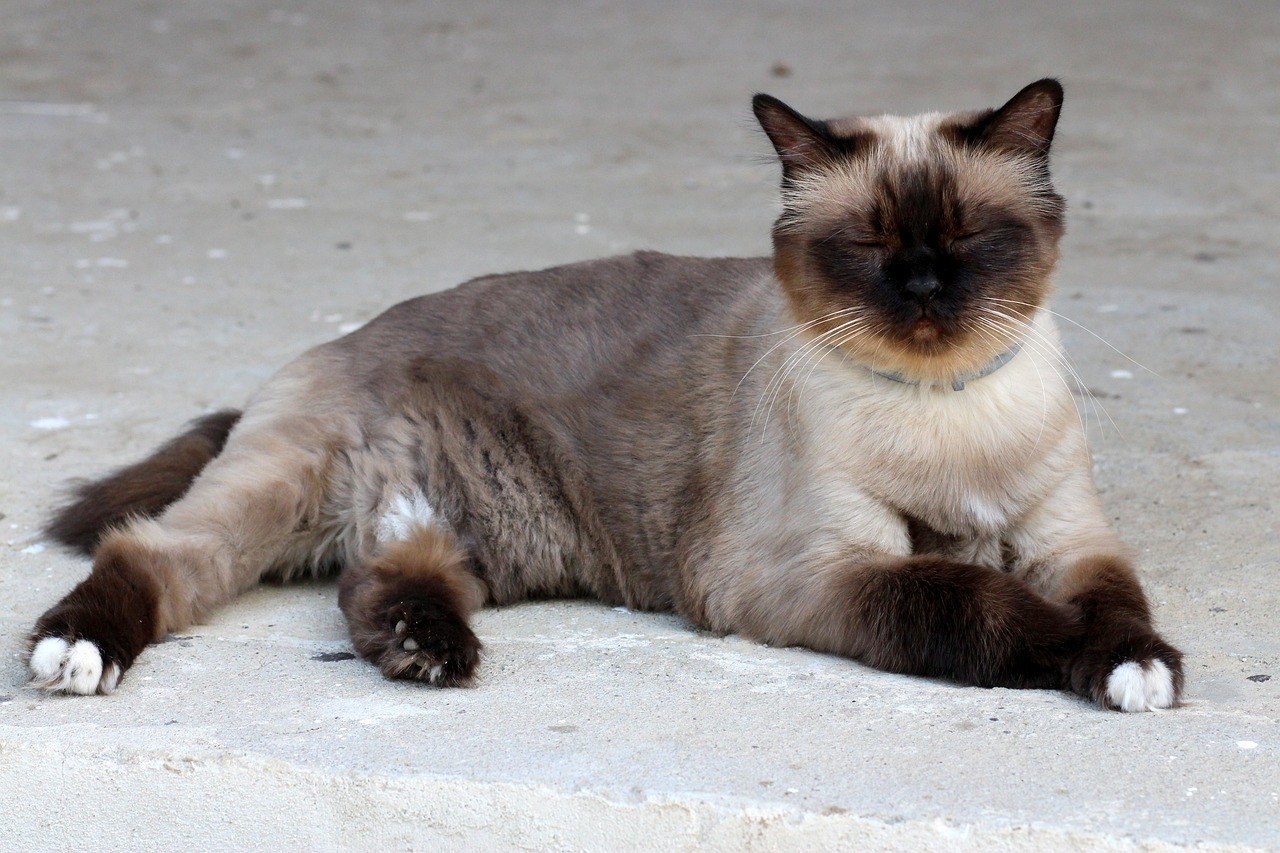 Raça de Gato Peludo: Conheça 7 Desses Fofinhos