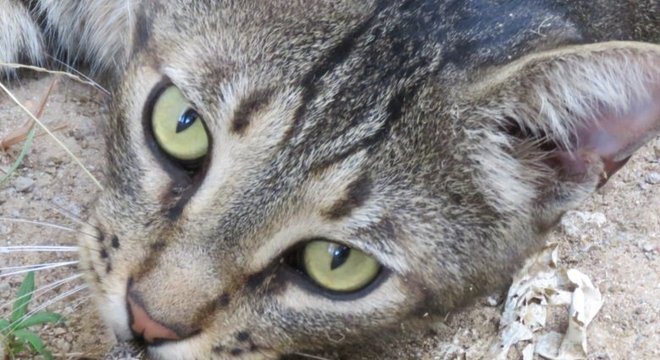 Gato com lagarto mabuia na boca; plano pretende controlar a população de felinos em Fernando de Noronha