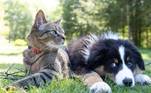 Alimentos inofensivos aos seres humanos podem ser tóxicos e até fatais para os cães. A veterinária Janaina Reis explica o que é proibido para os animais de estimação, confira: