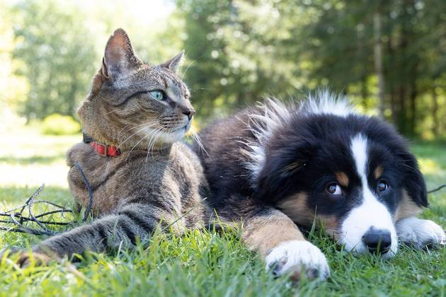 Alimentos inofensivos aos seres humanos podem ser tóxicos e até fatais para os cães. A veterinária Janaina Reis explica o que é proibido para os animais de estimação, confira: