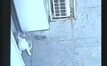 O gato, pelo que parece, está na porta do prédio onde caiu, talvez querendo voltarVEJA TAMBÉM: 'Só na Flórida'! Lince e crocodilo bebê travam luta mortal em quintal