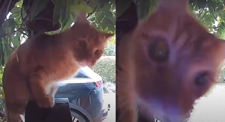 Este gato só queria entrar em casa (e conseguiu!)
