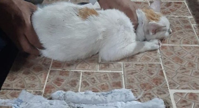 'Narcogato' acabou capturado ao tentar entrar com drogas em penitenciária do Panamá