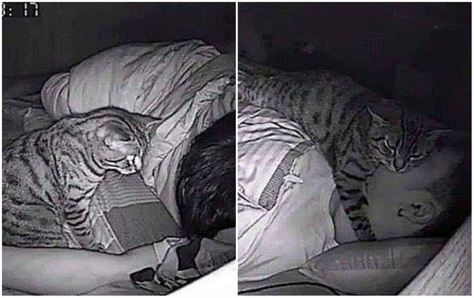 Homem Descobre Que Gato Na Cara O Impedia De Respirar Dormindo Fotos R7 Hora 7