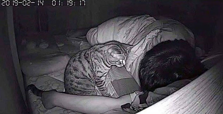 Homem descobre que problema respiratório durante o sono tem razão bizarra:  um gato - Page Not Found - Extra Online