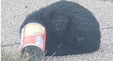 Gato com cabeça presa em lata é resgatado