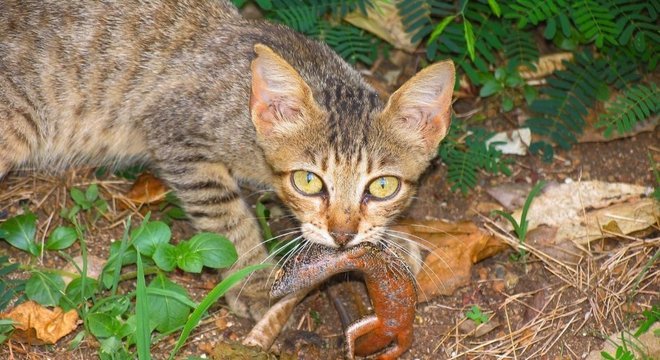 Gato feral predando uma mabuia, lagarto que só existe em Fernando de Noronha