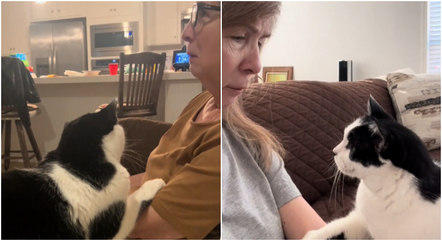 Gato consola idosa, e vídeo viraliza nas redes sociais
