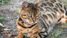 Gato-de-bengala: saiba variações e como cuidar dos felinos dessa raça