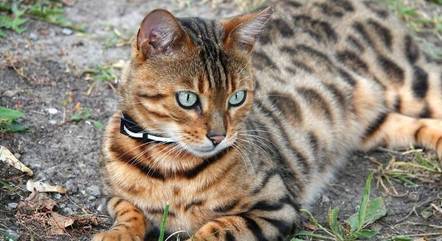 O gato-de-bengala vem da cruza entre um gato doméstico e um leopardo asiático 