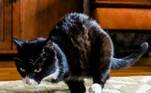 O objetivo de Cairistiona era lançar alguma luz sobre o tabu da adoção de animais de estimação com deficiência, visando mostrar o fato de que Rexie Roo não era diferente dos outros gatos, apesar de não ter as patas dianteiras
