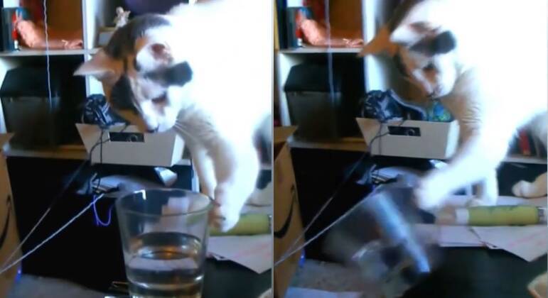 O Gato Assiste Como Eles Lavam O Chão Se Assusta Com O Esfregão E