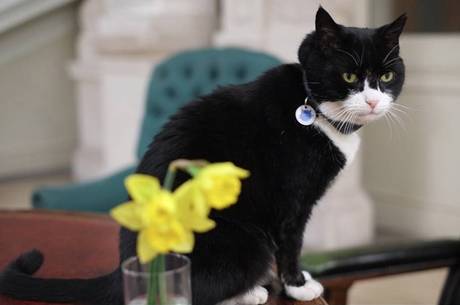 Gato diplomata volta ao trabalho depois de reabilitação
